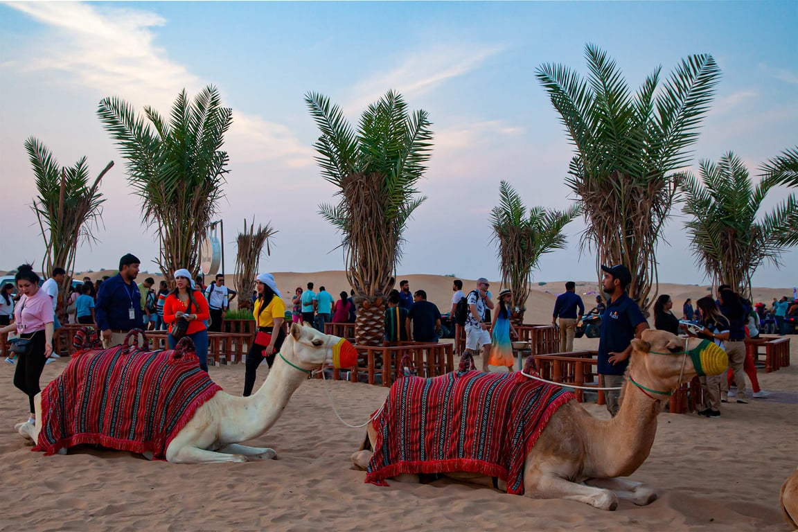 Desert Safari With Camel Riding And Majlis Camp