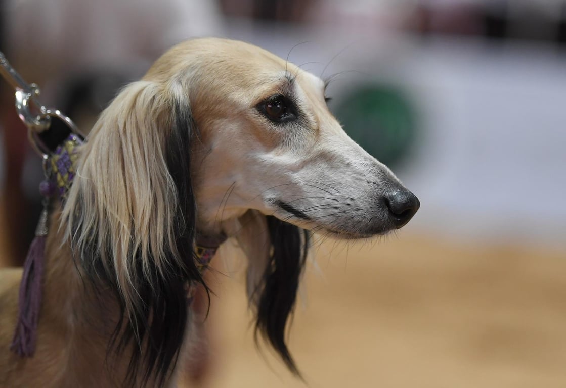 Hunting Dogs In The Amazing Festival In United Arab Emirates