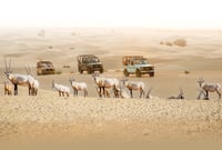 Al Marmoom Oasis