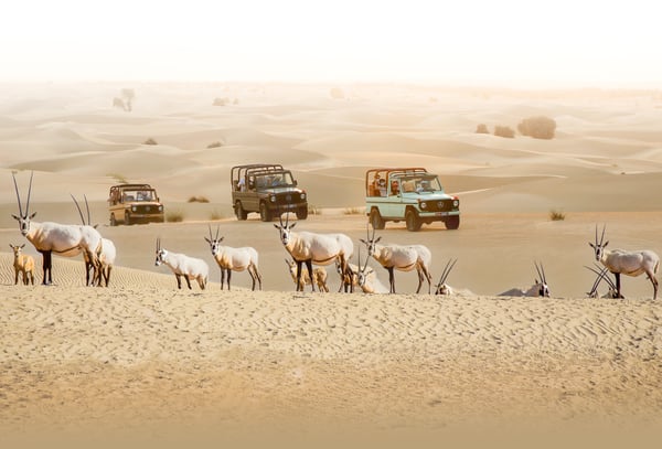 Al Marmoom Oasis