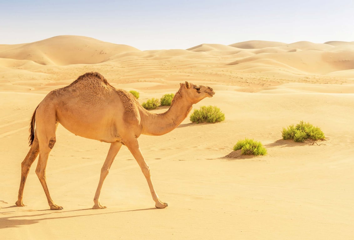 Boats Of Desert (camels)