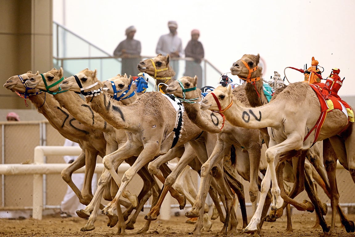 •	Image of Several Camel Races