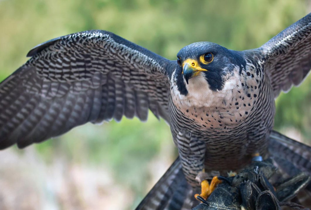 Exciting Details About Falcons