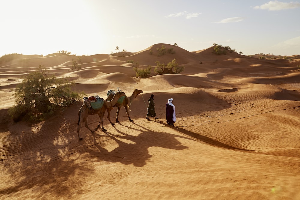 •	Daytime In The Desert