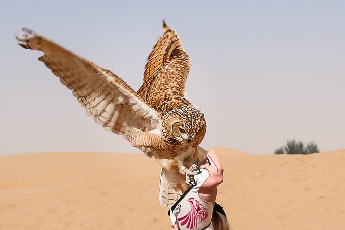 Sweeping Assortment Of Creatures And Birds In Desert Safari