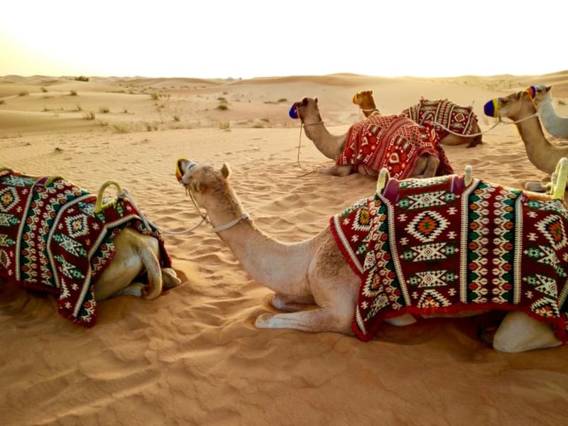 Astonishing Dada Bhai Travel At Dubai Desert 2023