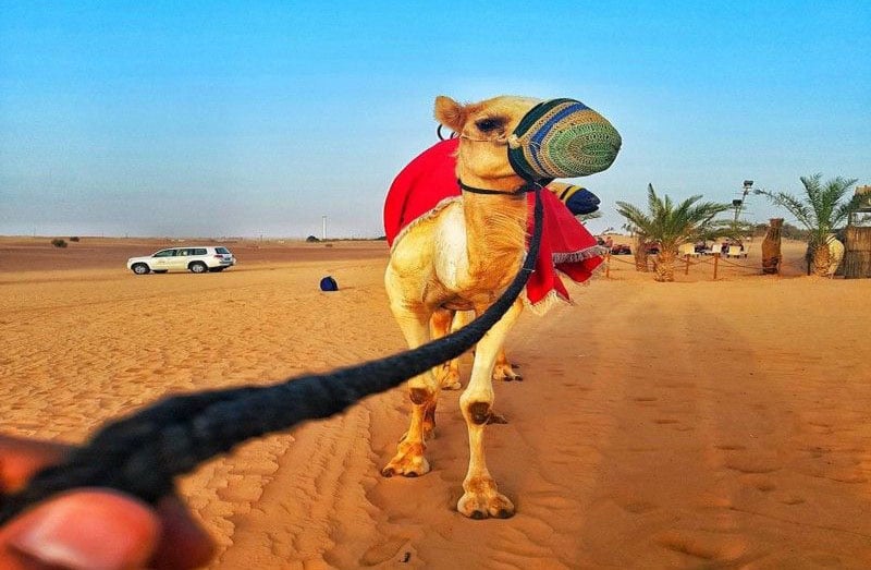 vii.	Camel Riding