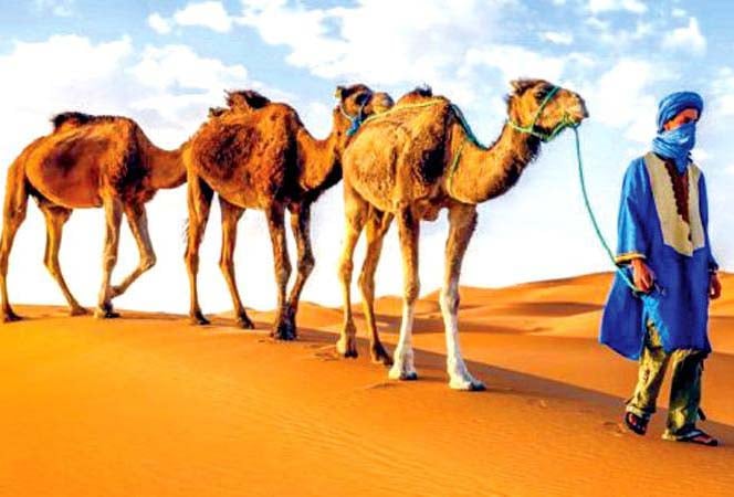 Boats Of Desert (camels)