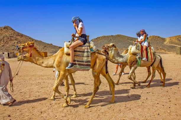 Amaze Camel Riding