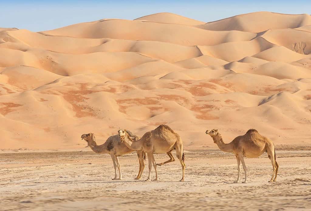 The Best Chance To Go On A Desert Safari