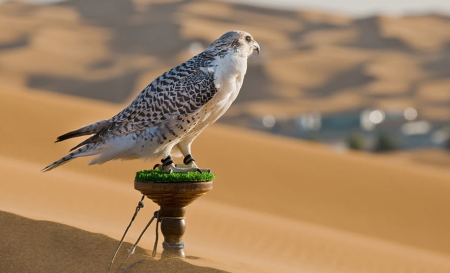The Popular Falconry of the United Arab Emirates