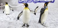 Dubai Travel And Tours