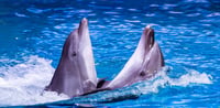 Dubai Travel And Tours