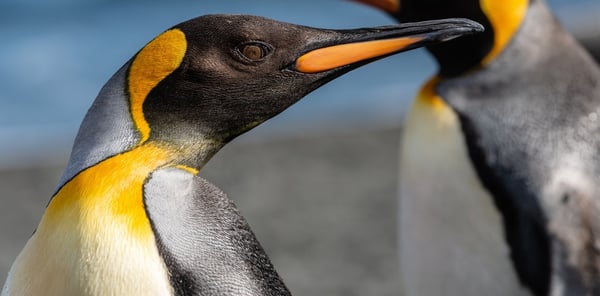 Dolphin + Seal Show VIP Tickets