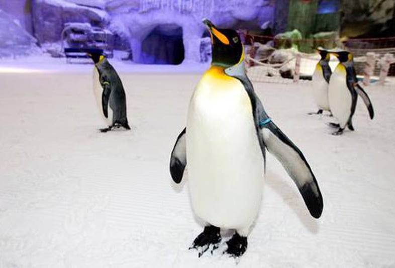 Penguins At Ski Dubai