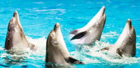 Dubai Travel And Tours