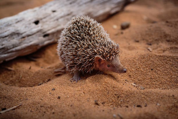 Desert Hedgehog Is Rare