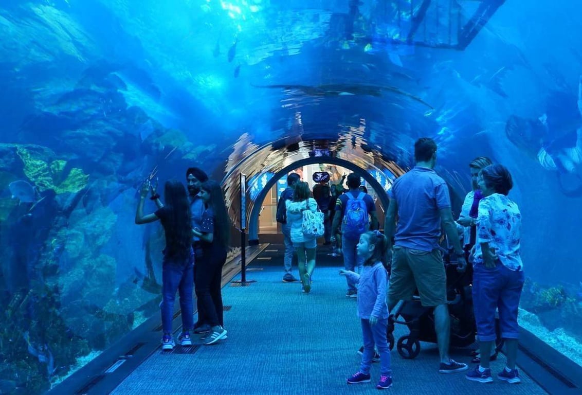 Dubai Aquarium Store With Fish UAE Aquarium