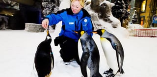 Ski Dubai Snow Plus With Discovery Lesson