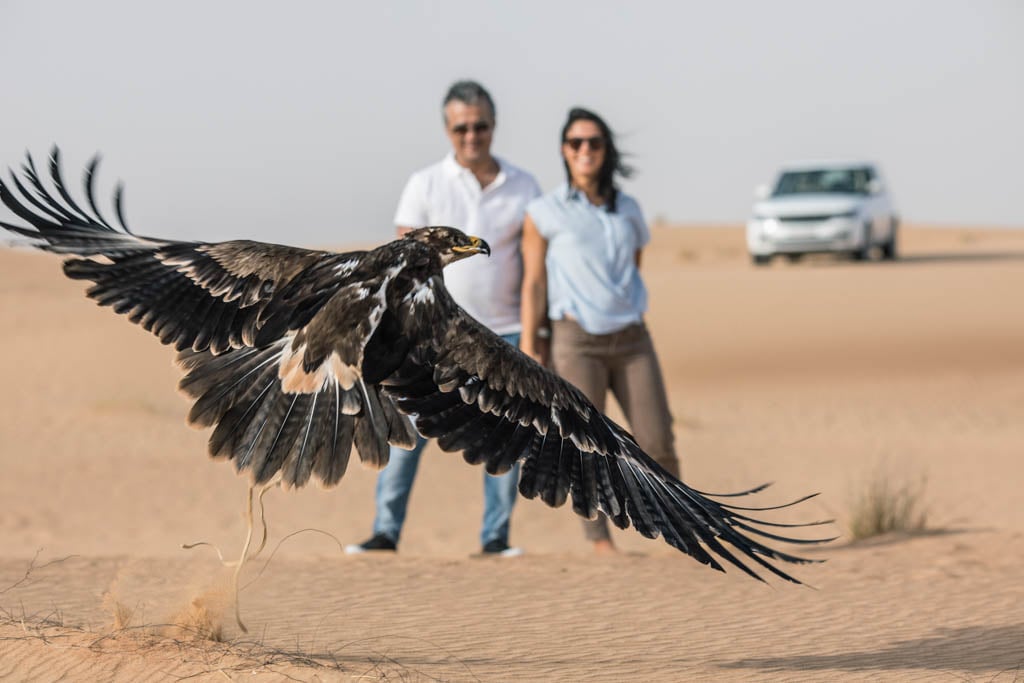 Intuitive Falconry Experience And Untamed life Visit In Dubai