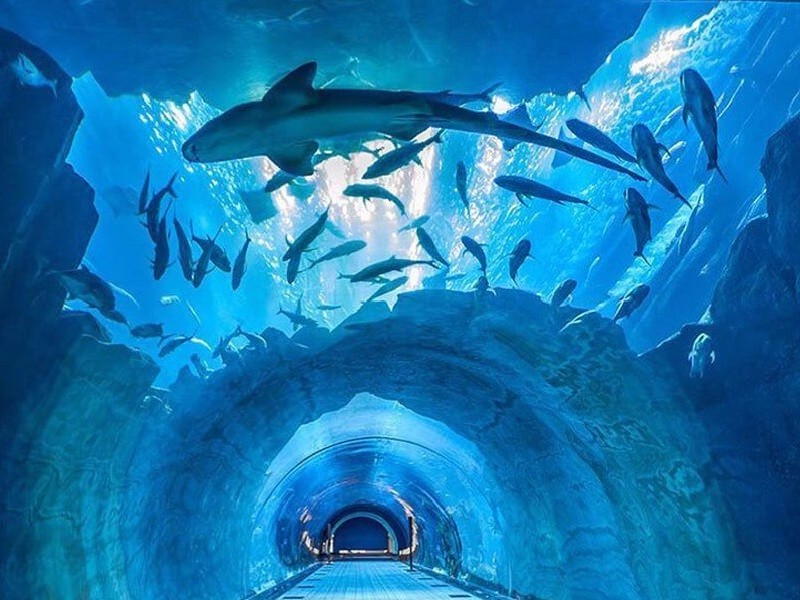 3.	What Makes Dubai Aquarium So Popular?