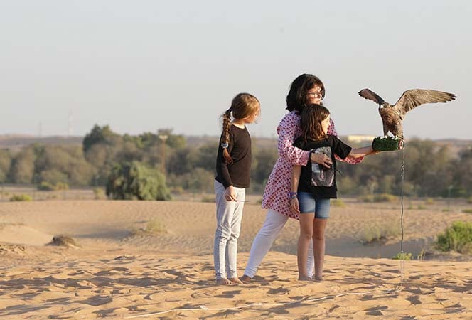 Amazing Falconry In Morning Desert Safari