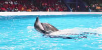 Dubai Travel And Tours