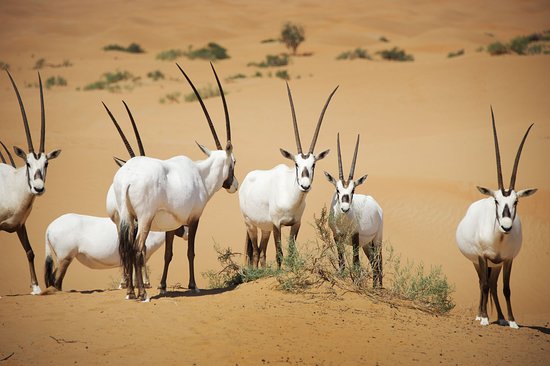Middle Eastern Oryx At Safari