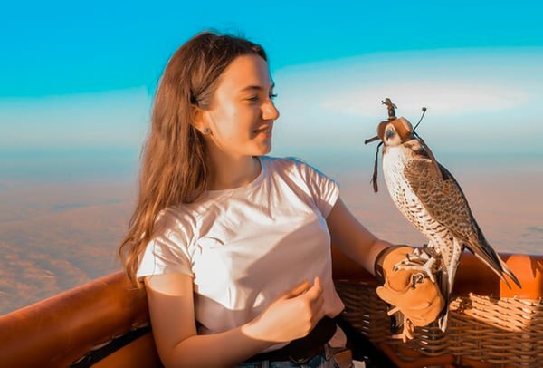 Live Falcon Display