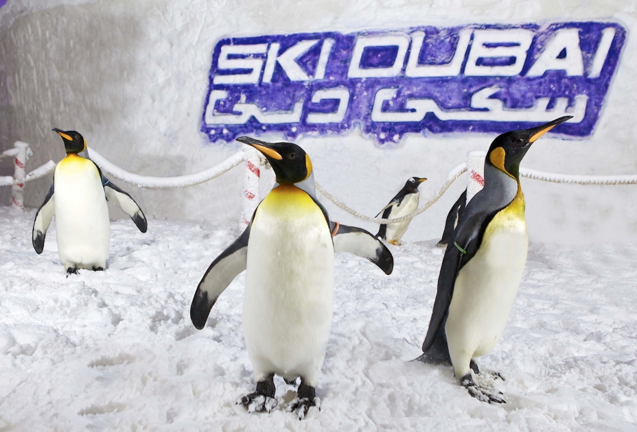 Meet The Penguins At Ski Dubai 2023
