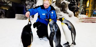 Dolphin + Seal Show VIP Tickets