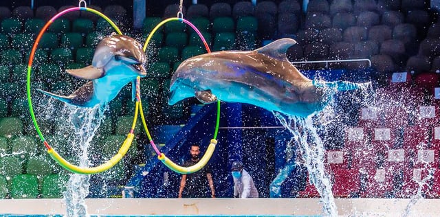 Pool And BBQ Only On Fridays