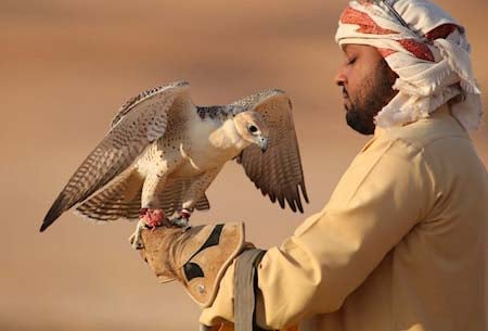 Regular Falconry Experience And Untamed life Visiting In Dubai 2033