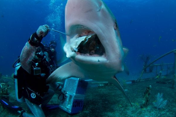 Encounter With A Feeding Shark