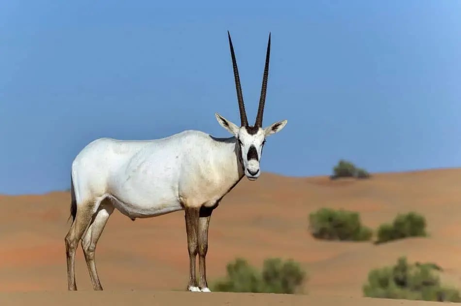 Middle Eastern Oryx At Safari