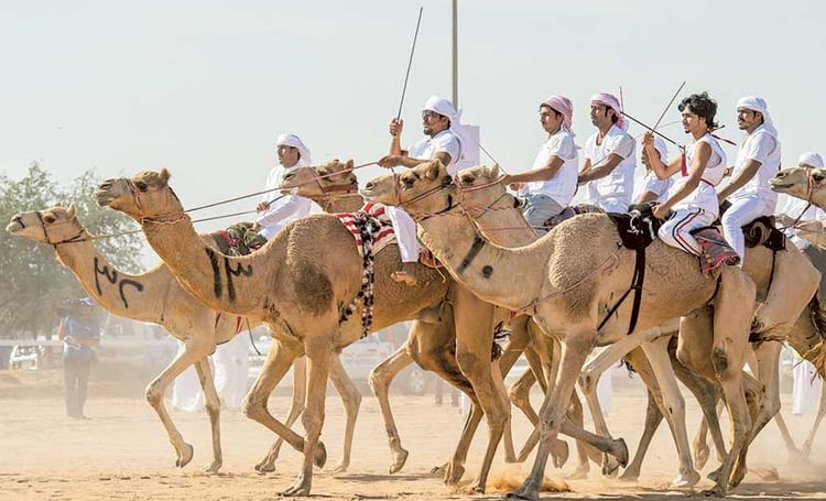 Camel Races In The Festival In UAE
