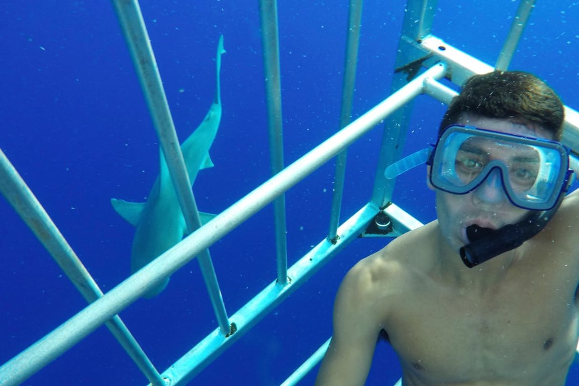 Shark Dives