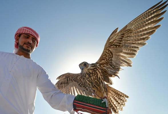 Natural Falconry Experience And Untamed life Visiting In Dubai 2033