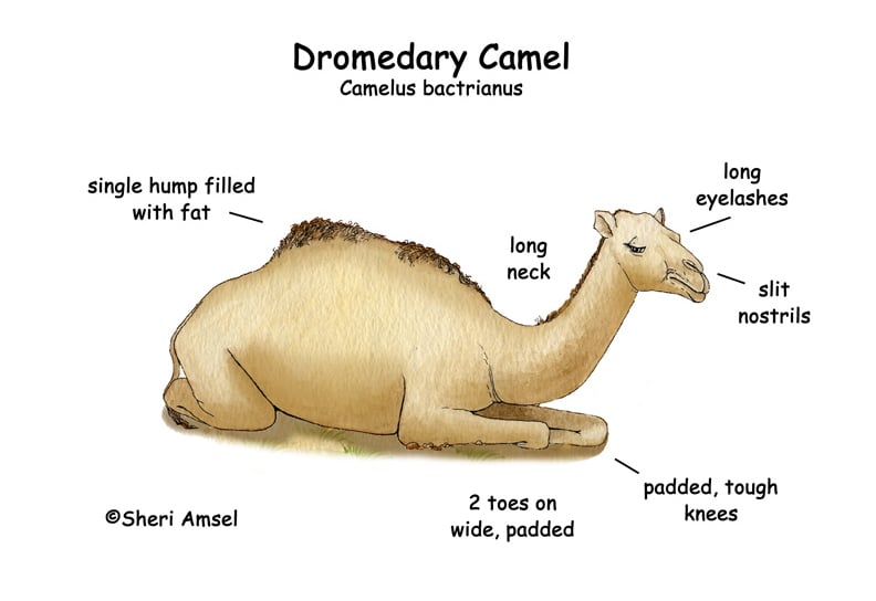 •	Structure Of A Camel's Body