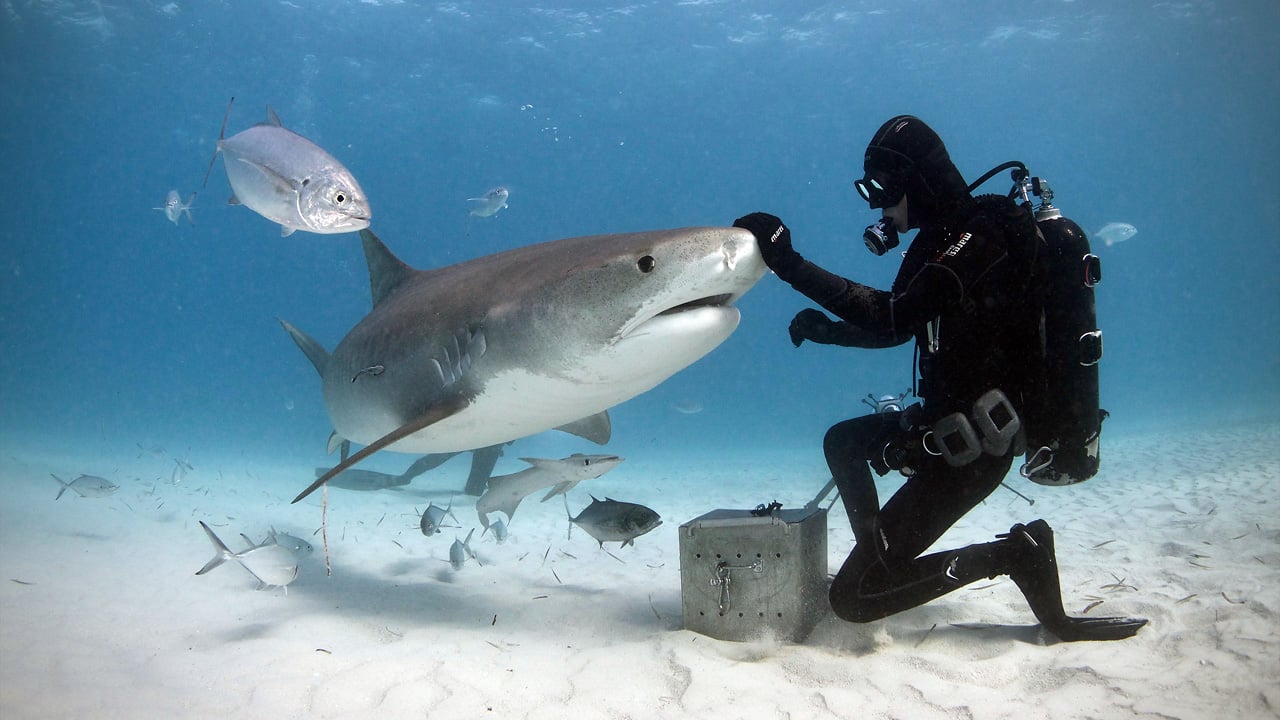 Encounter With A Feeding Shark