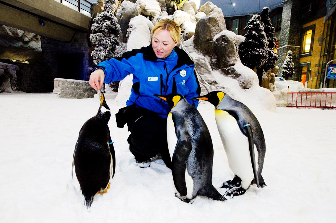 Penguin Encounter Pass For Ski Dubai