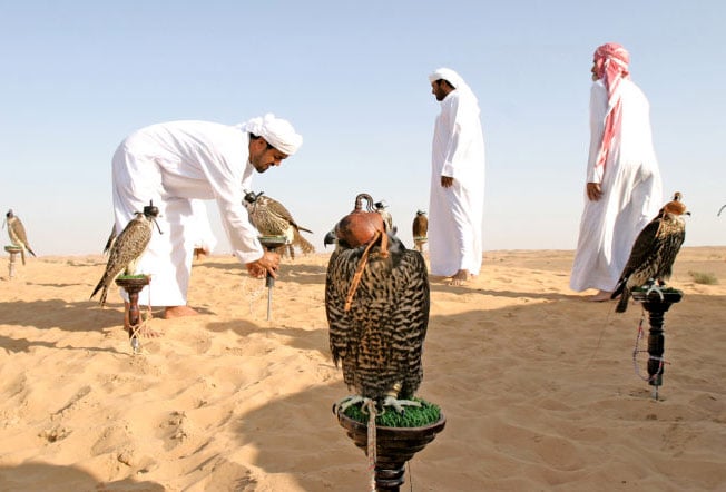 History Of Falcons And Arabs