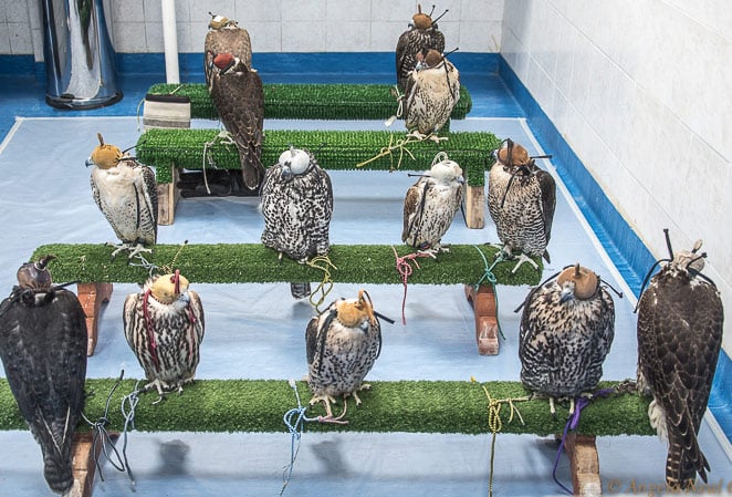 Importance Of Falconry In UAE