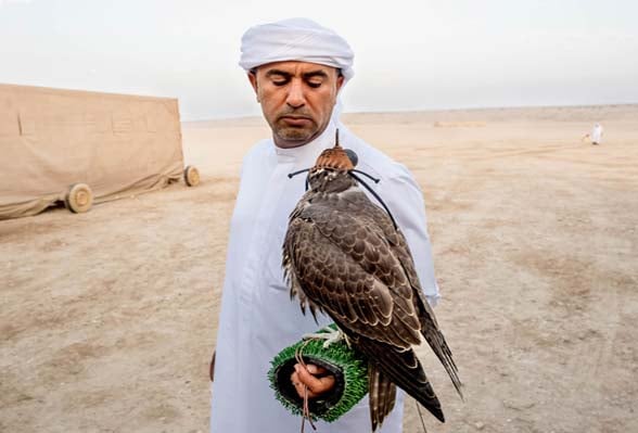 Natural Falconry Experience And Untamed life Visiting In Dubai 2033