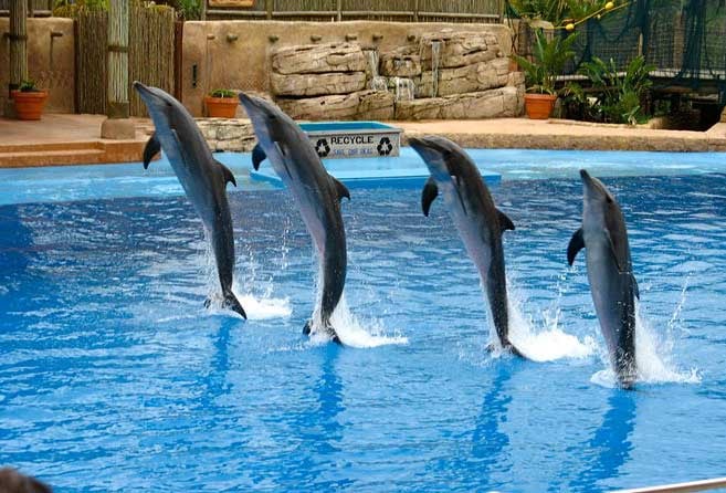 Exciting Dolphinarium Park In Dubai Creek