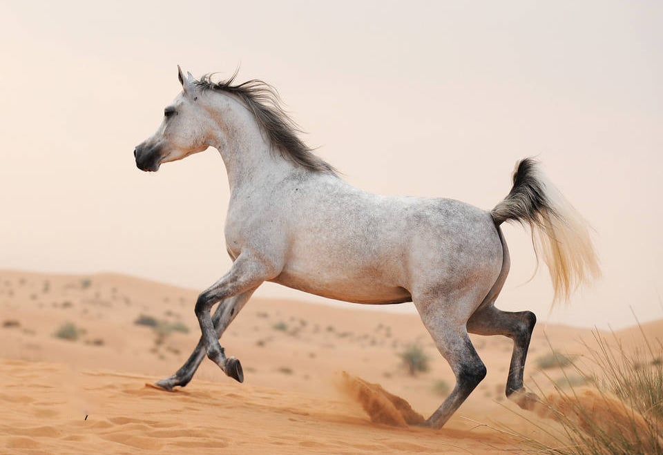 Arabian Horses In The Festival In UAE
