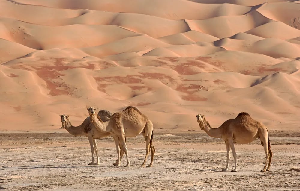 The Liwa Desert is a Large Desert that Stretches Across much of Southern Arabia