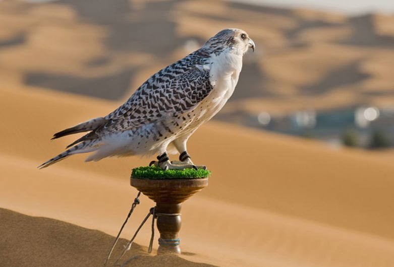 Go To A Desert Falconry