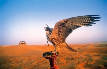 viii.	Photographing A Falcon