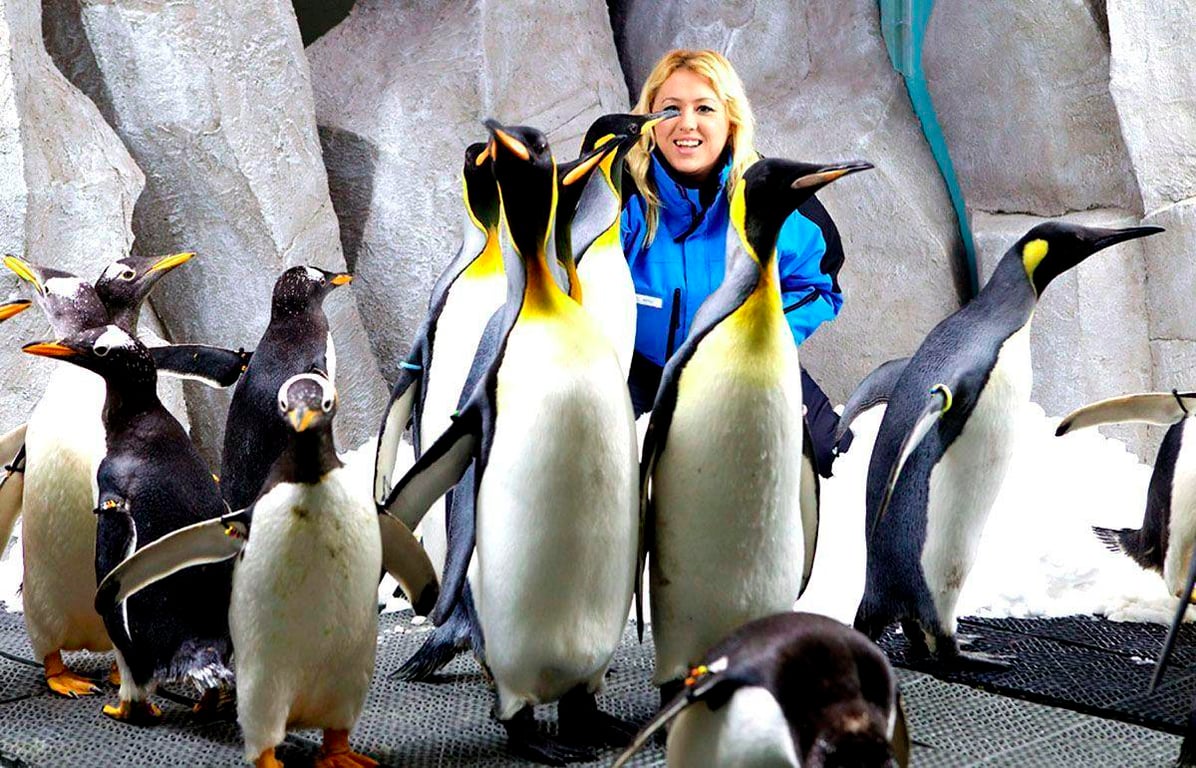 Meet The Penguins At Ski Dubai 2023